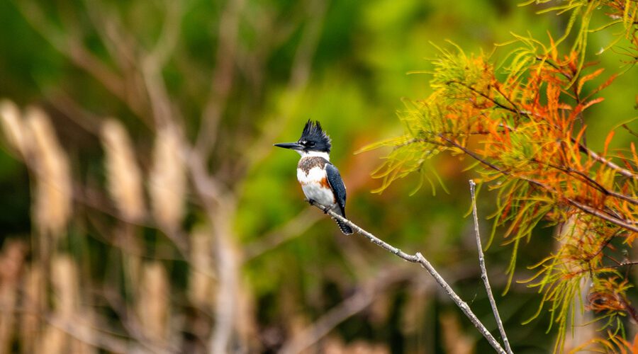 A kingfisher surveys its surroundings from a perch, Nov. 14 at North River Preserve in Carteret County. Photo: Nick Green