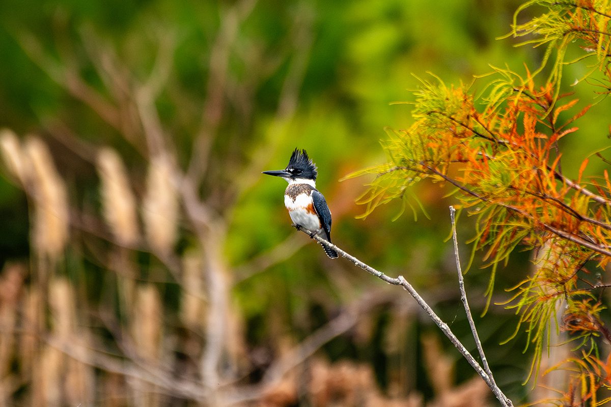 A kingfisher surveys its surroundings from a perch, Nov. 14 at North River Preserve in Carteret County. Photo: Nick Green