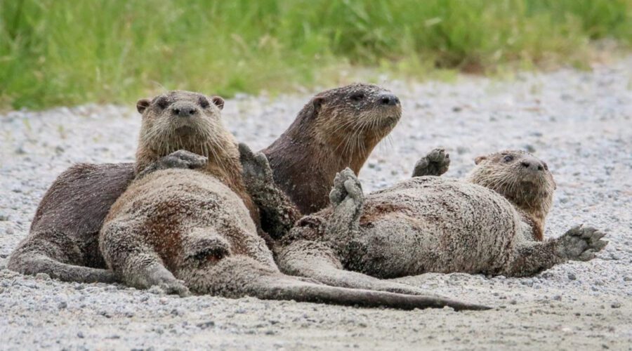 North American river otters at Alligator River National Wildlife Refuge Photo: Beverly Meekins, Courtesy, U.S. Fish & Wildlife Service