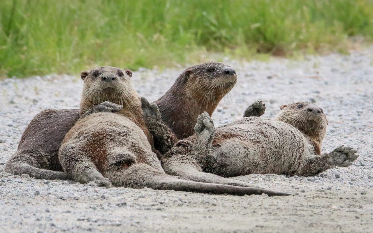 North American river otters at Alligator River National Wildlife Refuge Photo: Beverly Meekins, Courtesy, U.S. Fish & Wildlife Service