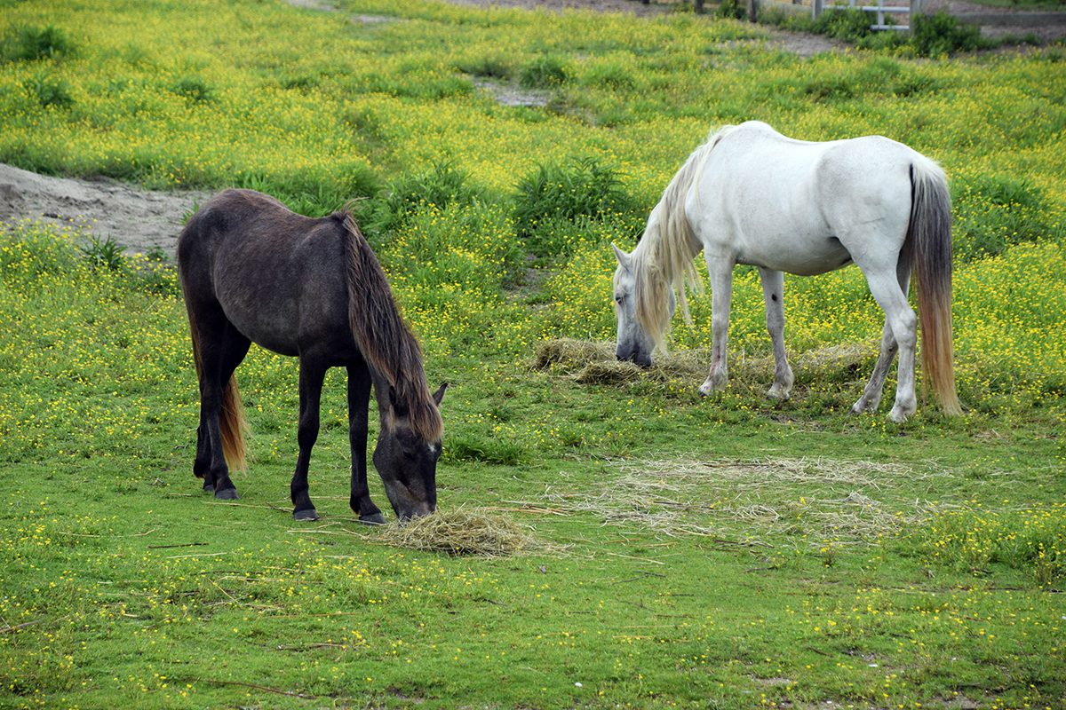 Banker ponies graze at the Pony Pen, where Ocracoke visitors can view the herd that formerly roamed wild on the island but are now penned and managed by the National Park Service. Photo: Mark Hibbs