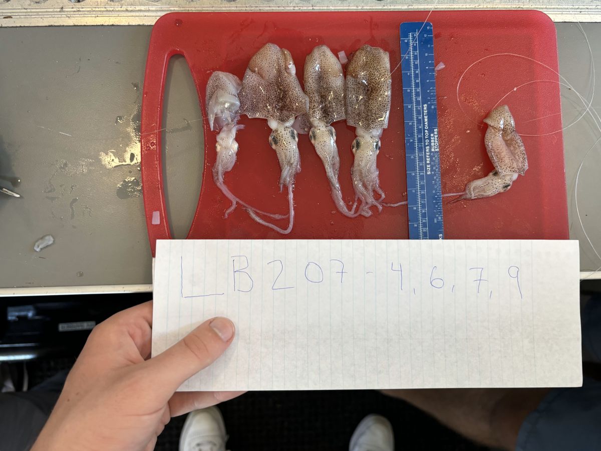 Sample of squid used for the study. Photo: Greg Merrill Jr. 