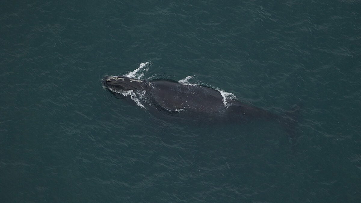 Black Heart is shown from above about 2 nautical miles east of High Hills, part of Cape Lookout National Seashore, by the North Carolina Early Warning System survey team from Clearwater Marine Aquarium Research Institute. Photo: Clearwater Marine Aquarium Research Institute, taken under NOAA permit #26919. Funded by United States Army Corps of Engineers.