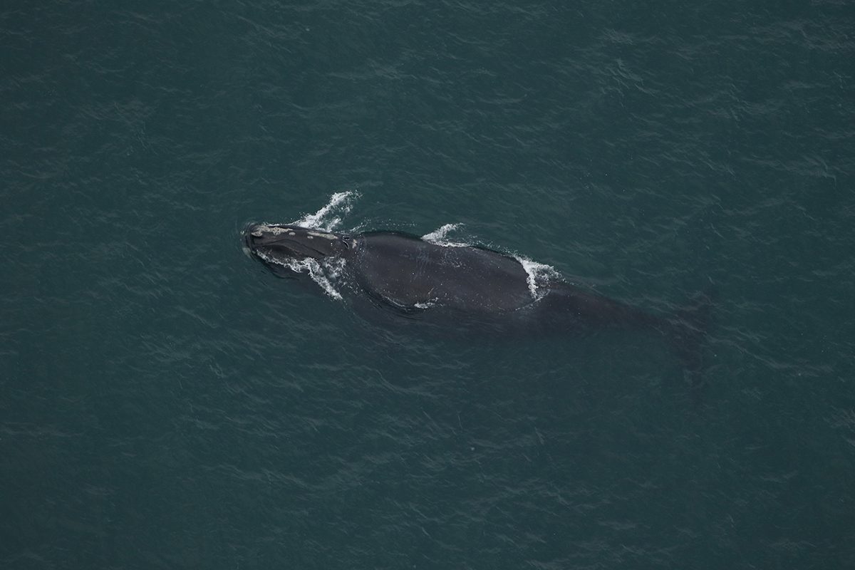 Black Heart is shown from above about 2 nautical miles east of High Hills, part of Cape Lookout National Seashore, by the North Carolina Early Warning System survey team from Clearwater Marine Aquarium Research Institute. Photo: Clearwater Marine Aquarium Research Institute, taken under NOAA permit #26919. Funded by United States Army Corps of Engineers.