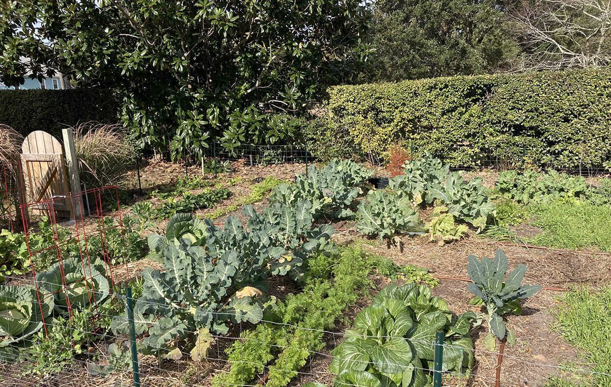 Close spacing shows many compatible crops growing happily together, allowing for a tremendous amount of food to be grown in a small area. Photo: Heather Brameyer.
