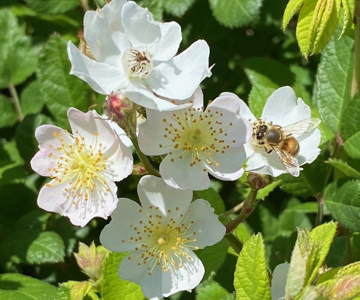 Sweet-scented wild roses make up a great part of hedgerows. This honeybee is feasting on the sweet blossoms. Photo: Heidi Skinner