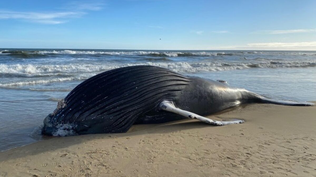 Kitty Hawk officials were notified Friday morning that a whale, shown here, had washed up near the Bennett Street Beach Access in Kitty Hawk. Photo: Kitty Hawk Police Department