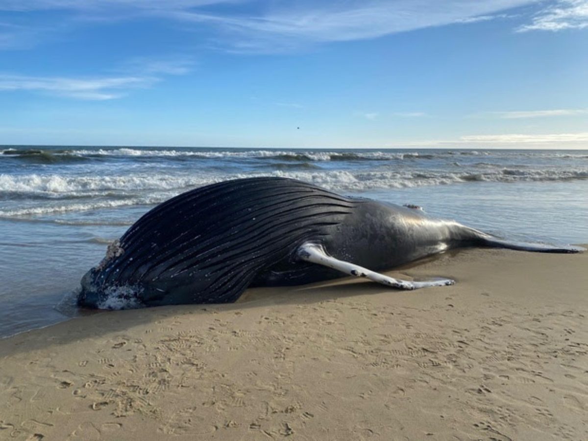 Kitty Hawk officials were notified Friday morning that a whale, shown here, had washed up near the Bennett Street Beach Access in Kitty Hawk. Photo: Kitty Hawk Police Department