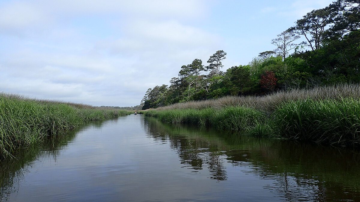 The tract features estuarine marsh, managed loblolly pine forest, and bottomland hardwoods along more than 4 miles of the river and its tributaries. Photo: Coastal Land Trust