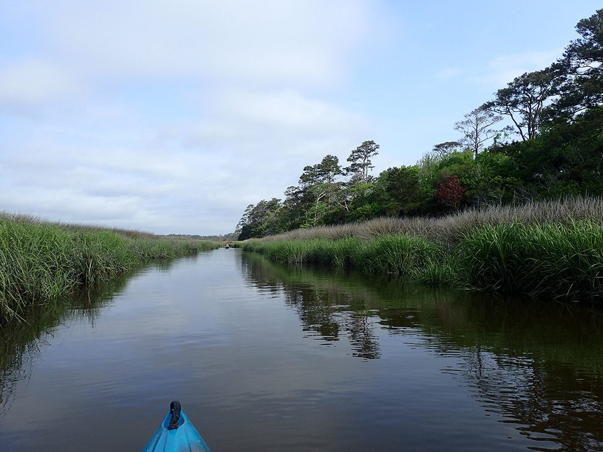 The tract features estuarine marsh, managed loblolly pine forest, and bottomland hardwoods along more than 4 miles of the river and its tributaries. Photo: Coastal Land Trust