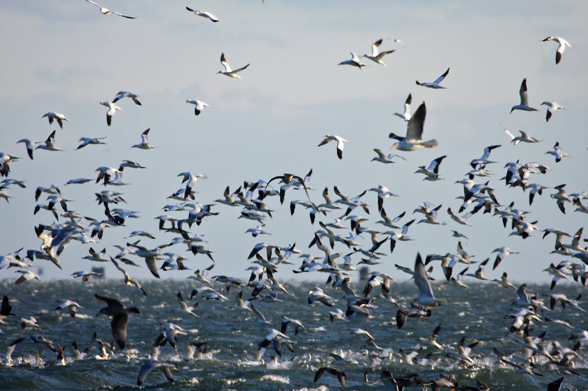 Northern gannets and cormorants feed in the surf. Photo: Peter Vankevich 