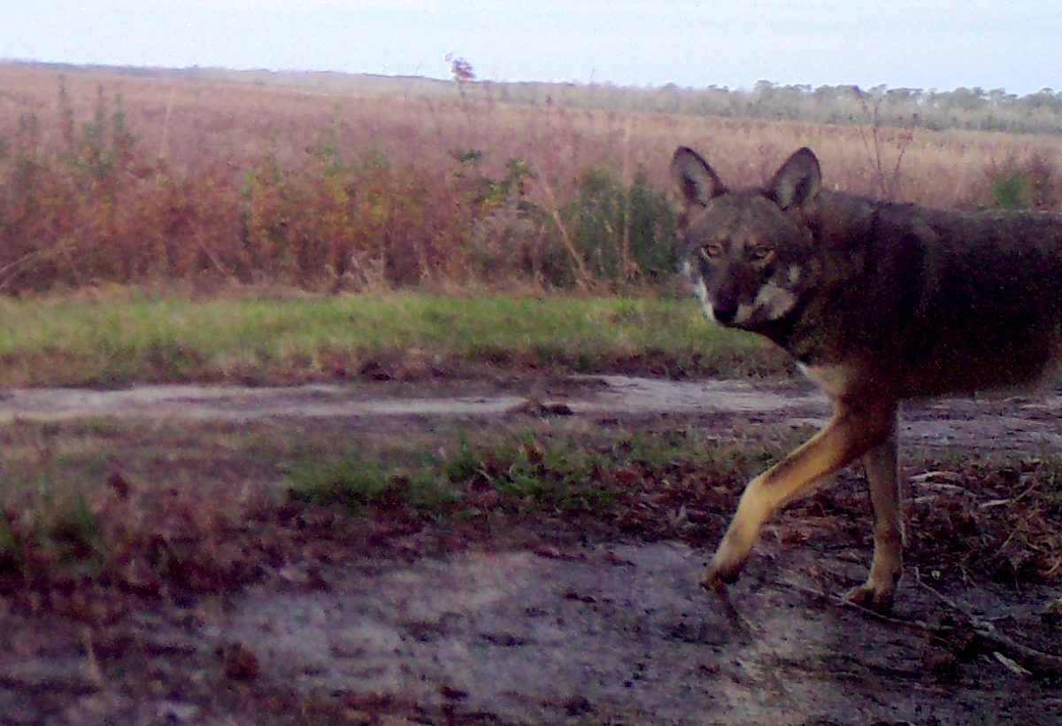 An eastern red wolf is captured on a trail cam. Photo: Ron Sutherland/Wildlands Network