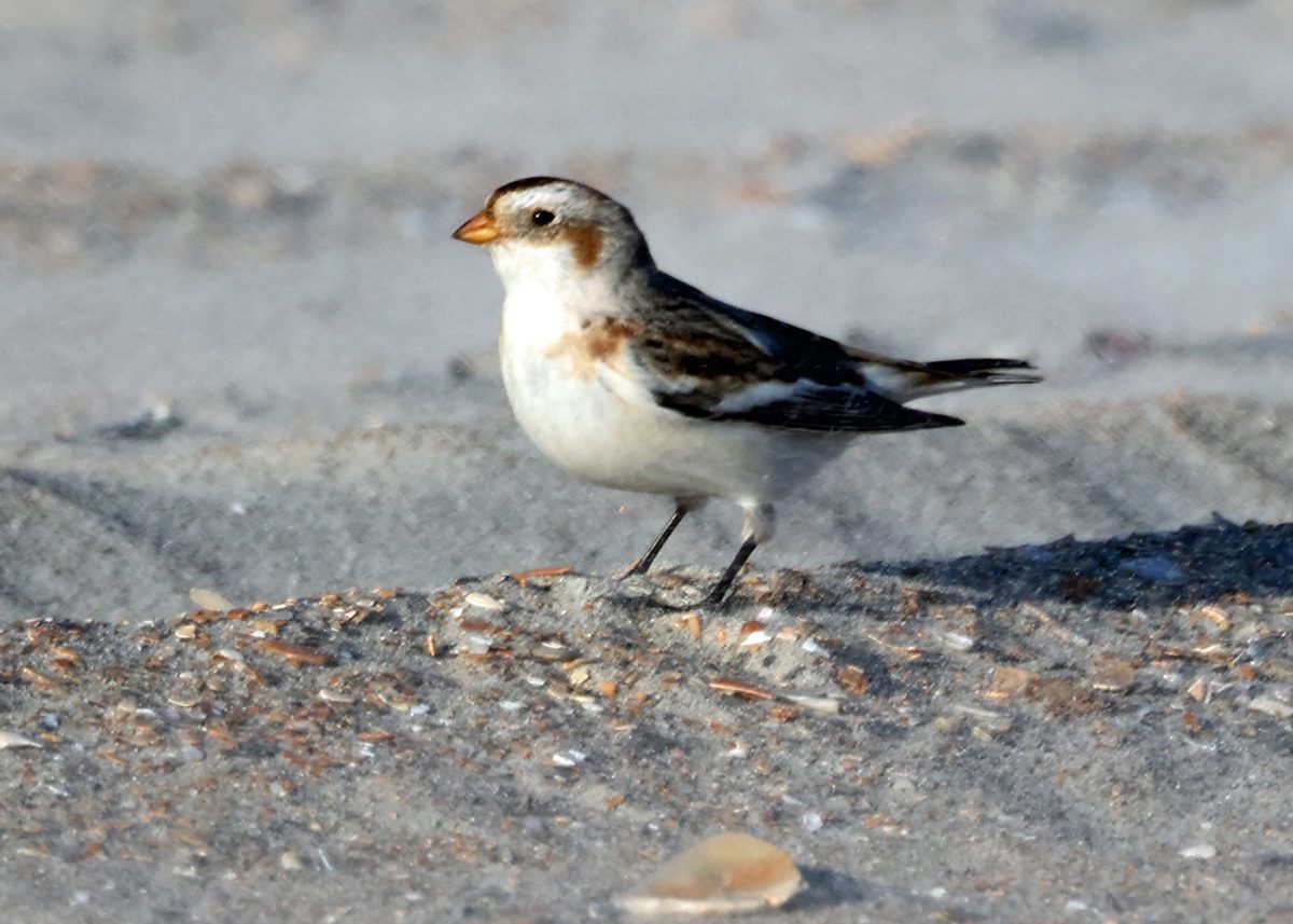 A snow bunting faces sunward on the beach in December 2023. Photo: Peter Vankevich