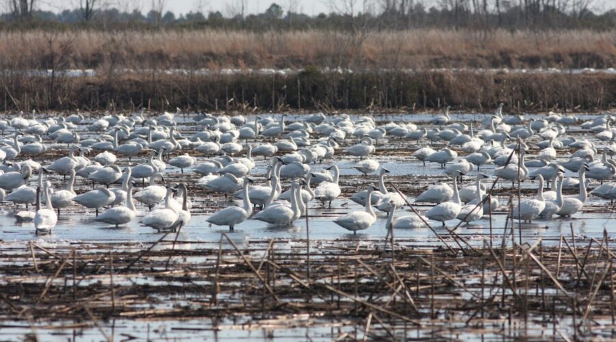 Tundra swans and other migrating birds at Pocosin Lakes National Wildlife Refuge during a past Winter Waterfowl Excursion. Photo: N.C. Maritime Museums