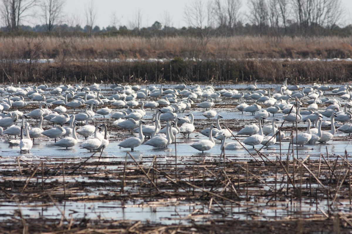 Tundra swans and other migrating birds at Pocosin Lakes National Wildlife Refuge pose as if on cue during a past Winter Waterfowl Excursion with the North Carolina Maritime Museum in Beaufort. Photo: N.C. Maritime Museums