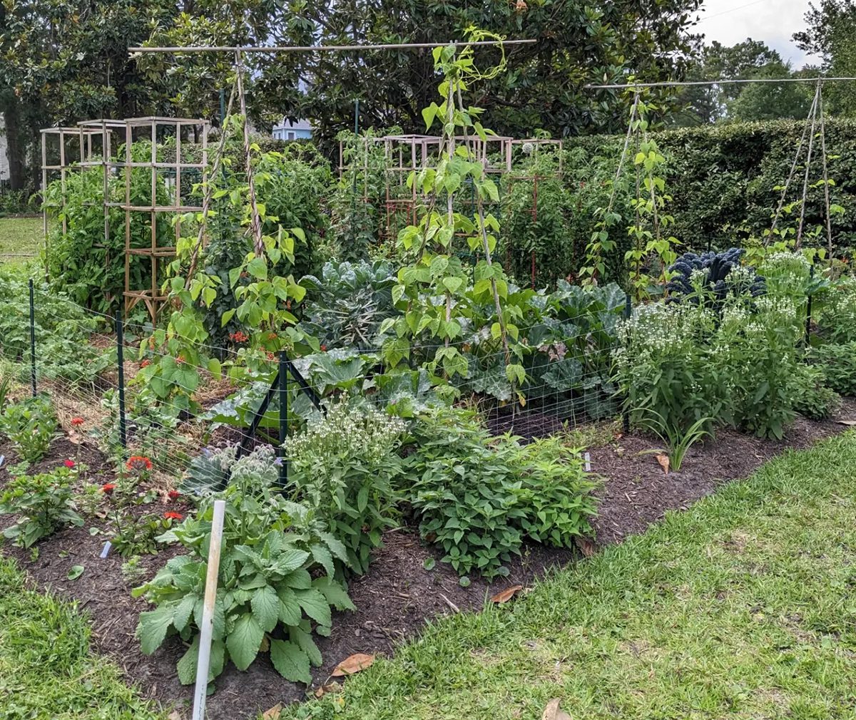 A later view shows the beans loving the tripod trellises and cross pieces that allow the beans more space to grow. The herbs around the perimeter are blooming and will attract needed pollinators. Photo: Heather Brameyer.