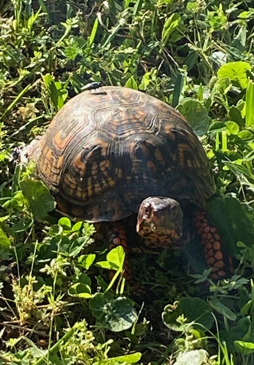 One of our longtime hedgerow inhabitants, an eastern box turtle (Terrapene carolina), looks like a Grumpy Gus because we spotted him out and about. Photo: Heidi Skinner