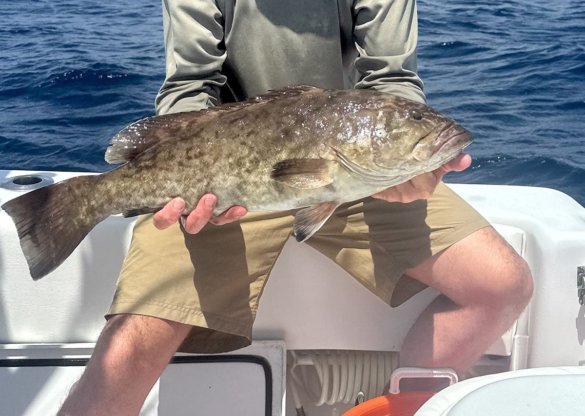 A grouper this size might be a prime candidate for the descender. Make sure. Photo: Gordon Churchill