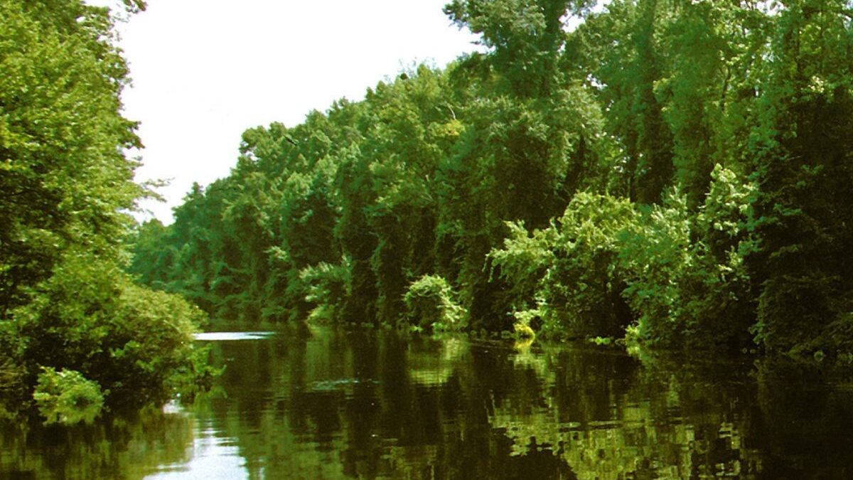 A section of the Dismal Swamp Canal in Dismal Swamp State Park. Photo: N.C. Parks and Recreation