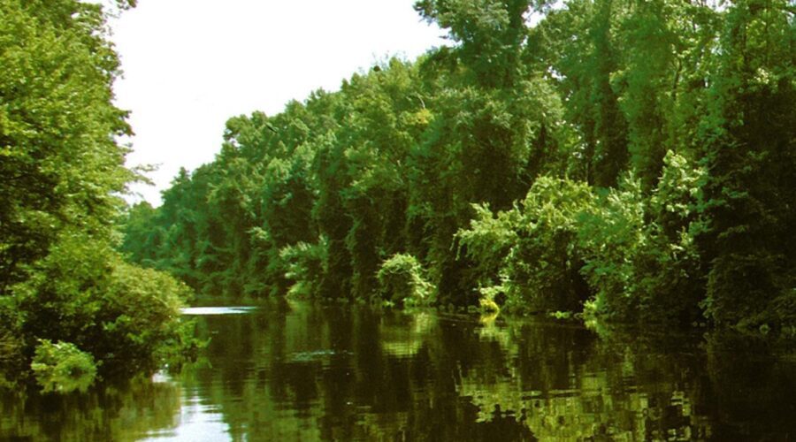 A section of the Dismal Swamp Canal in Dismal Swamp State Park. Photo: N.C. Parks and Recreation