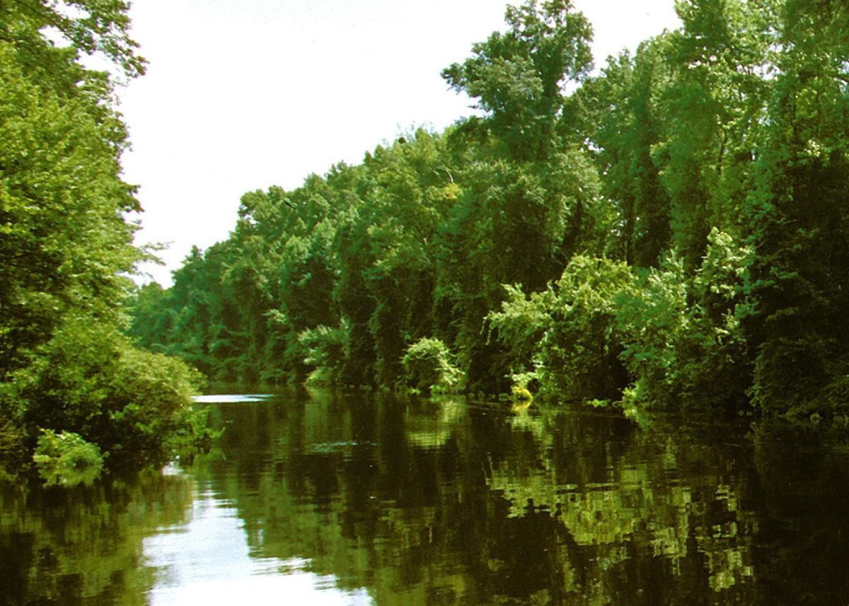 A section of the Dismal Swamp Canal in Dismal Swamp State Park. Photo: N.C. Parks and Recreation