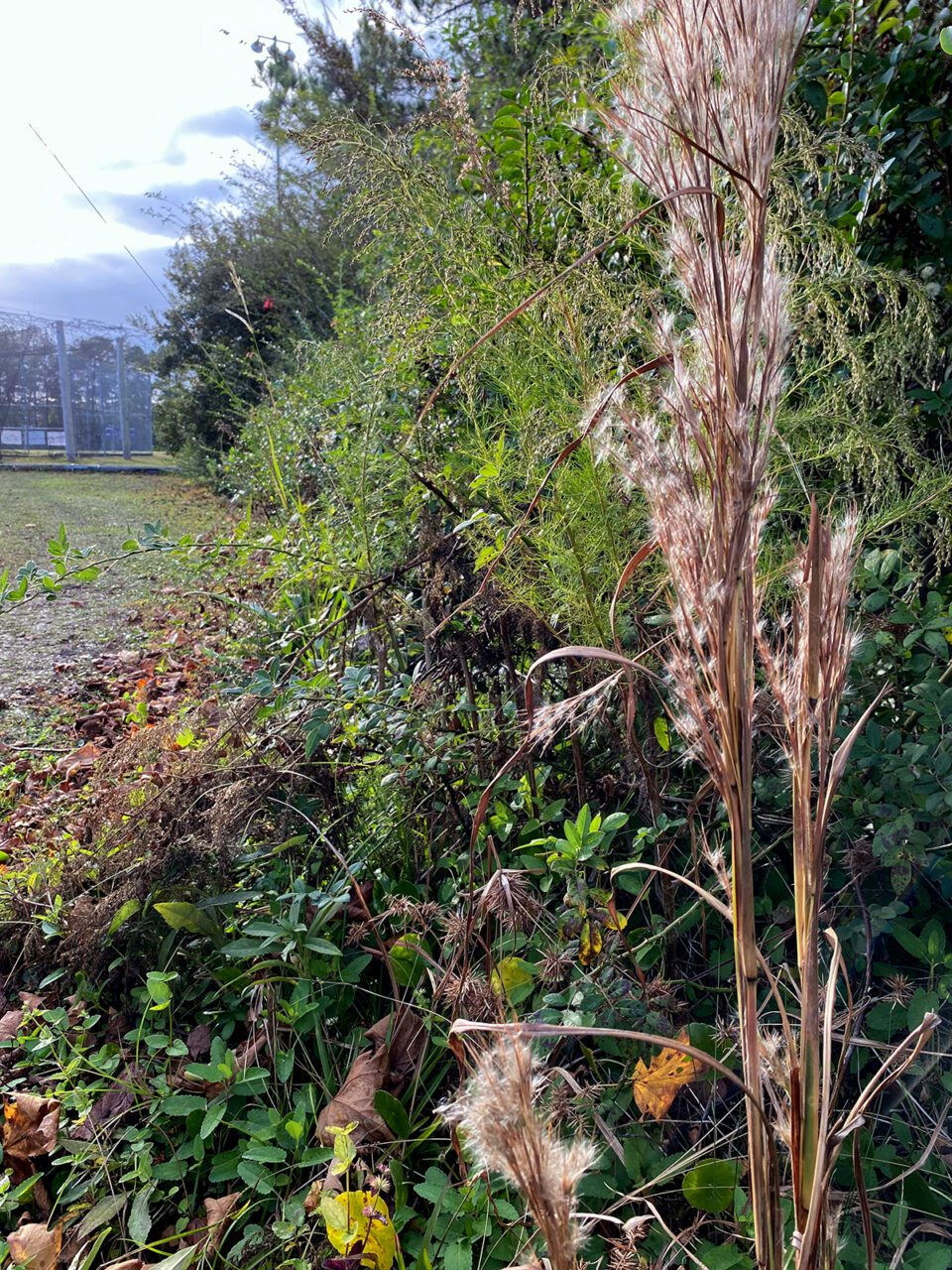 This hedgerow view shows the array of weeds, grasses, shrubs, vines and trees that provide food and habitat for innumerable species. Photo: Heidi Skinner