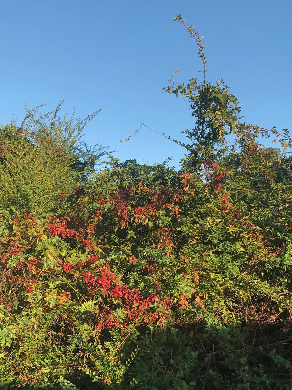 Colorful vines drape themselves across a hedgerow like strands of garland on a Christmas tree. Photo: Heidi Skinner