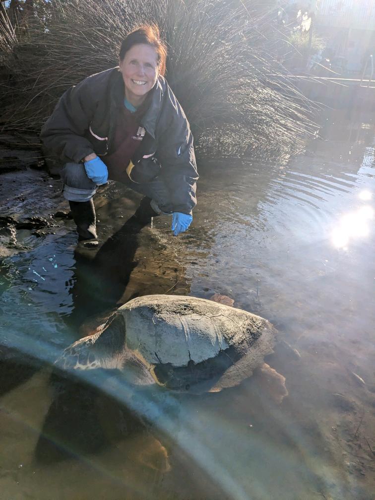 Volunteer Elizabeth Miller, of Duck, assesses a stranded turtle in Avon. Photo: Courtesy, Jerrica Rea