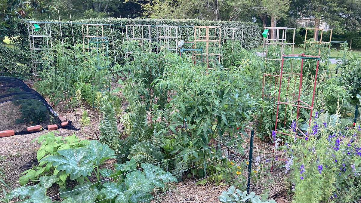 The author's sister's garden showcases the advantages of maximizing space by using trellises and fences to grow vertically and using wheat straw to mulch for weed control and moisture retention. The hedge in the background provides a natural windbreak. A mesh row cover at top left keeps insects from attacking the plants. Flowers are interspersed with the vegetables to help attract pollinators. Mature trees in the background provide pecans, acorns, and habitat for wildlife. Photo: Heather Brameyer.