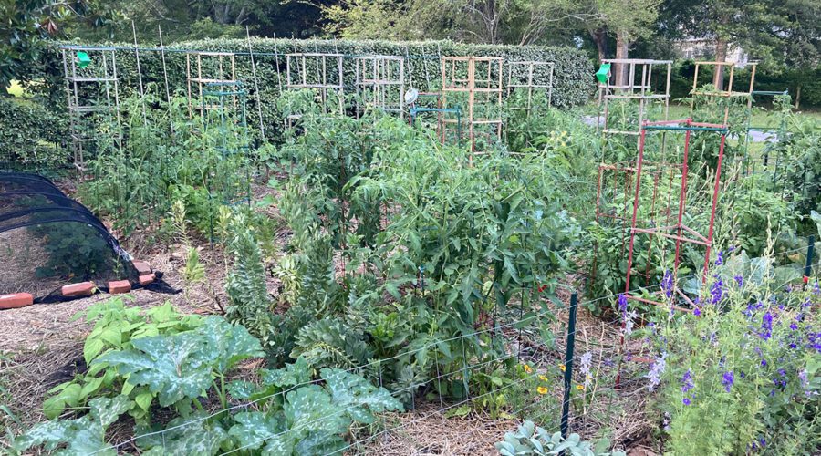 The author's sister's garden showcases the advantages of maximizing space by using trellises and fences to grow vertically and using wheat straw to mulch for weed control and moisture retention. The hedge in the background provides a natural windbreak. A mesh row cover at top left keeps insects from attacking the plants. Flowers are interspersed with the vegetables to help attract pollinators. Mature trees in the background provide pecans, acorns, and habitat for wildlife. Photo: Heather Brameyer.