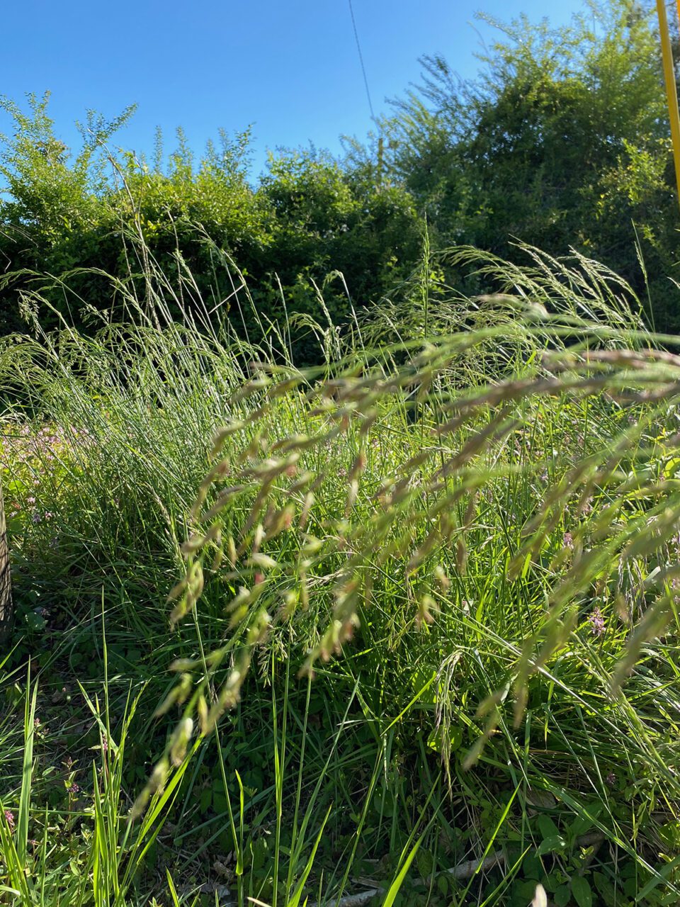 Native grasses wave against a backdrop of taller native shrubs. Photo: Heidi Skinner