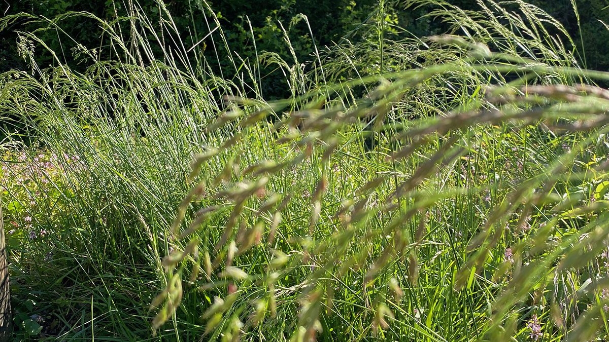 Native grasses wave against a backdrop of taller native shrubs. Photo: Heidi Skinner