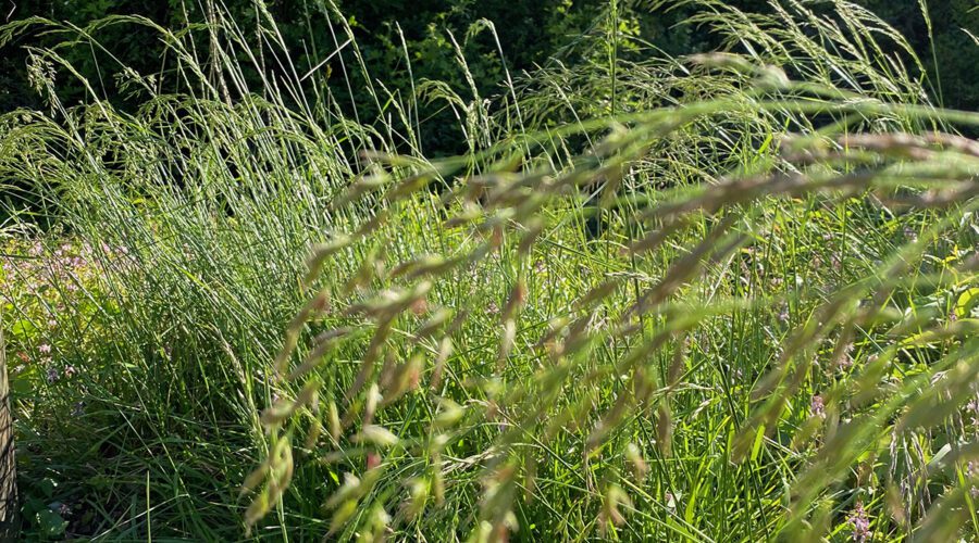 Native grasses wave against a backdrop of taller native shrubs. Photo: Heidi Skinner