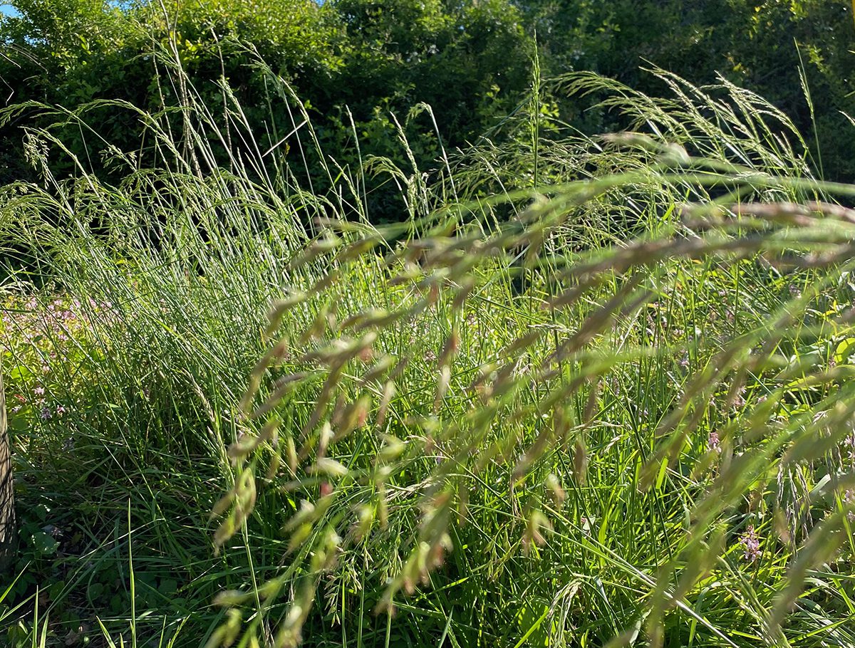 Native grasses wave against a backdrop of taller native shrubs. Photo: Heidi Skinner