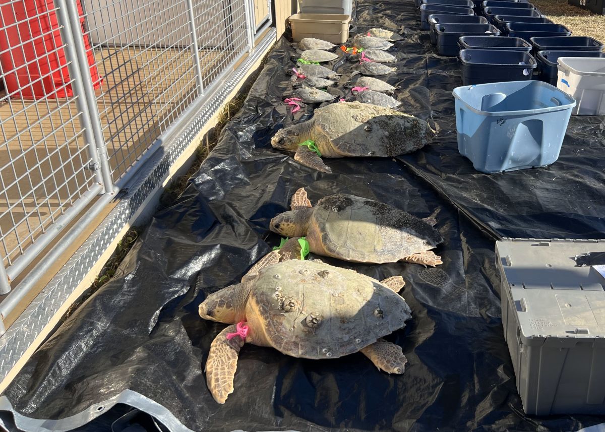 Rehabilitated turtles wait to be transported outside of the North Carolina Aquarium on Roanoke Island. Photo: Courtesy, Leslie Vegas