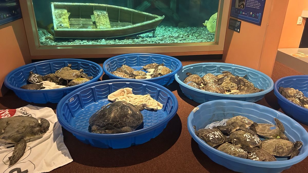 The North Carolina Aquarium on Roanoke Island has been caring for cold-stunned sea turtles, a few shown here in one of the temperature-controlled rooms. Photo: Courtesy, Leslie Vegas