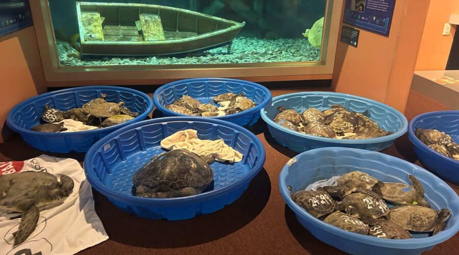 The North Carolina Aquarium on Roanoke Island has been caring for cold-stunned sea turtles, a few shown here in one of the temperature-controlled rooms. Photo: Courtesy, Leslie Vegas