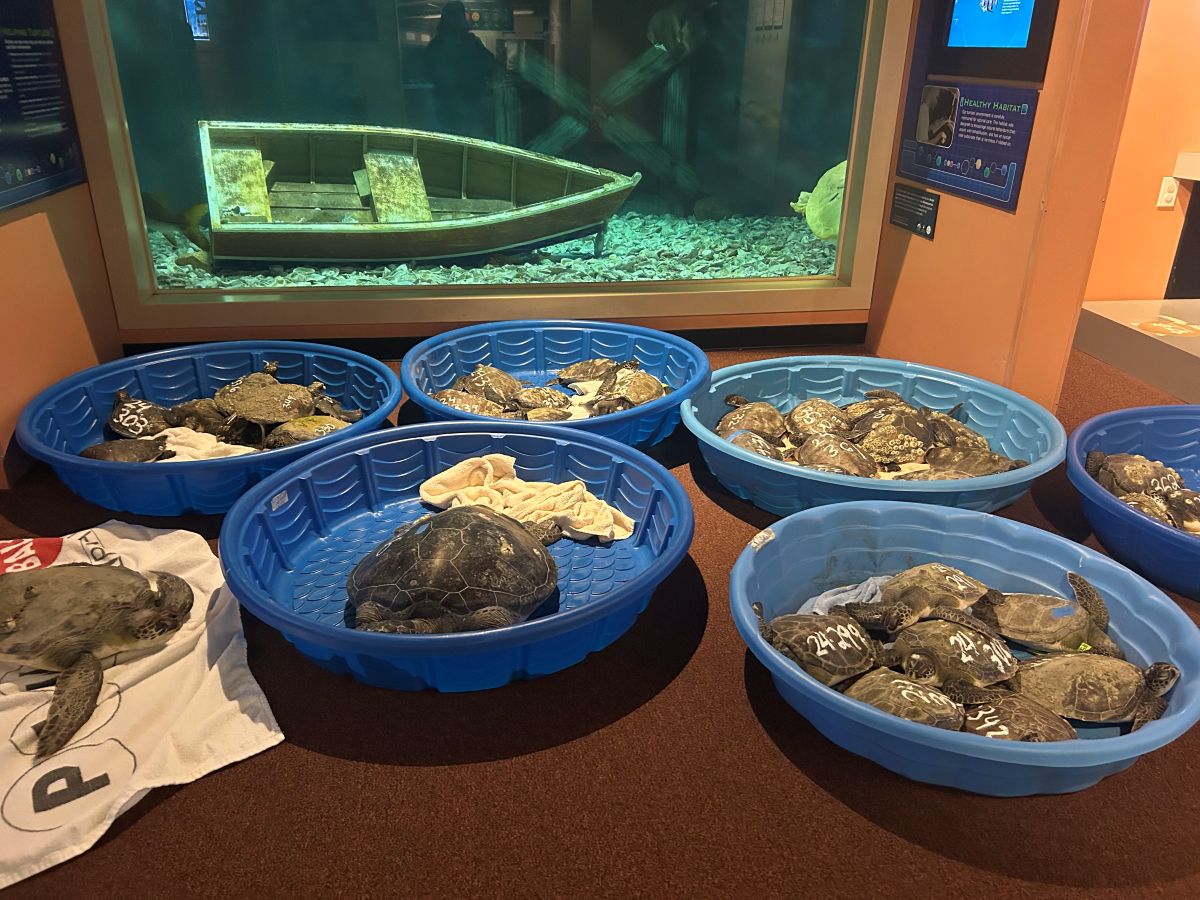 The North Carolina Aquarium on Roanoke Island has been caring for cold-stunned sea turtles, a few shown here in one of the temperature-controlled rooms. Photo: Courtesy, Leslie Vegas