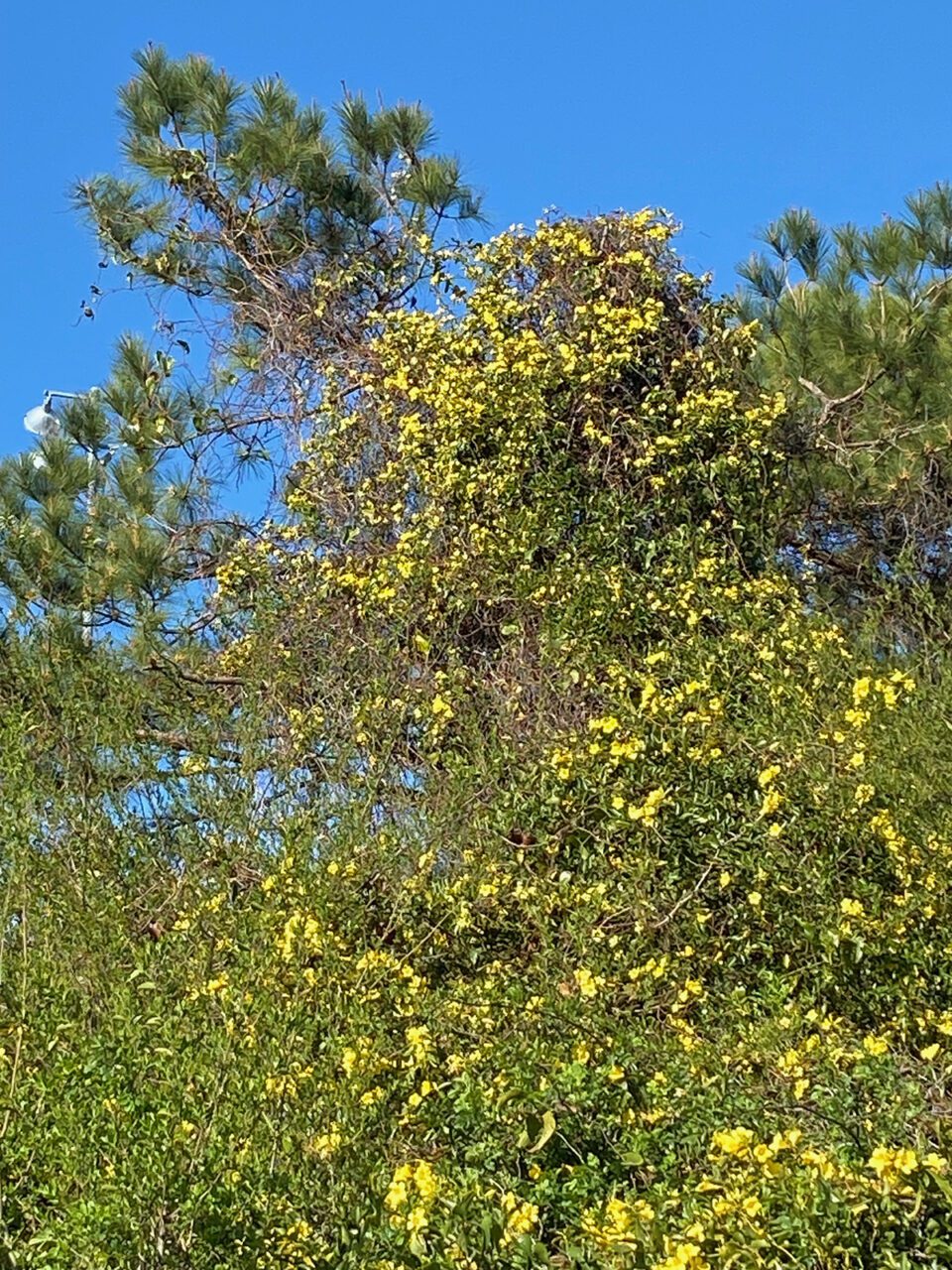 Wild jasmine, sometimes called Carolina Jessamine (Gelsemium sempervirens), adorns a spring hedgerow. Photo: Heidi Skinner