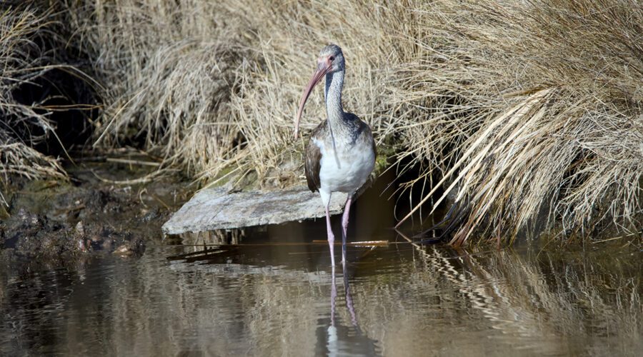 An immature white ibis nearly blends into its surroundings as it forages just off a Bodie Island trail that ends at a series of creeks southwest of the lighthouse. Photo: Kip Tabb