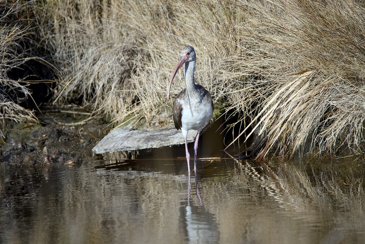 An immature white ibis nearly blends into its surroundings as it forages just off a Bodie Island trail that ends at a series of creeks southwest of the lighthouse. Photo: Kip Tabb