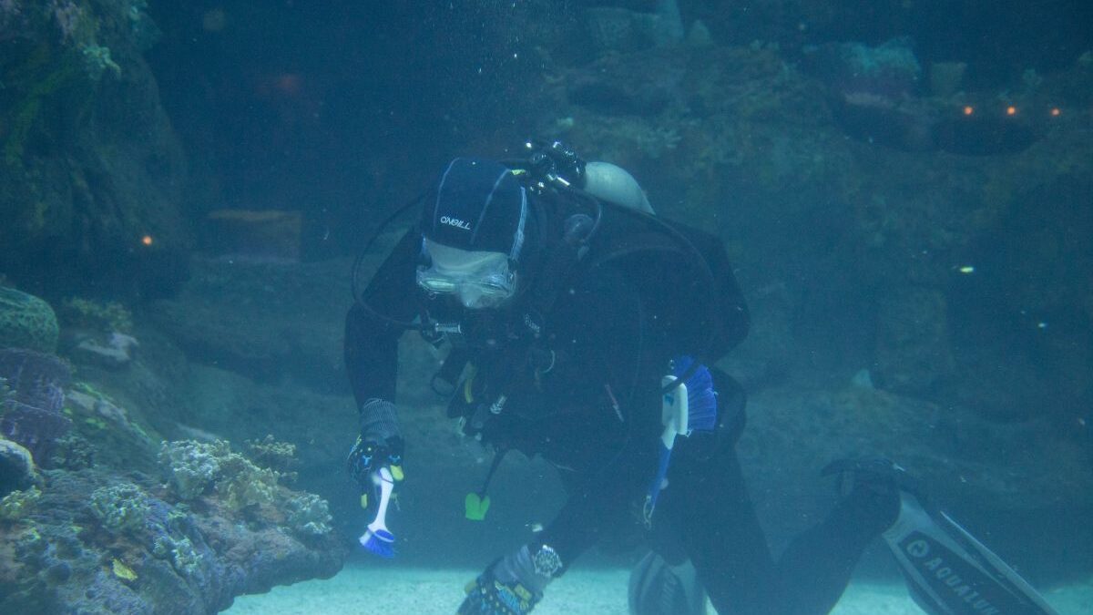 Diver tackling a cleaning project in the Cape Fear Shoals Habitat at N.C. Aquarium at Fort Fisher. Photo: N.C. Aquariums