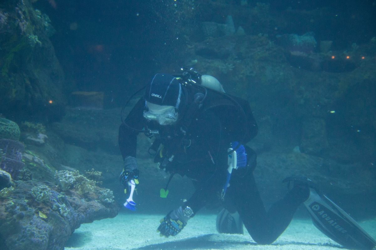 Diver tackling a cleaning project in the Cape Fear Shoals Habitat at N.C. Aquarium at Fort Fisher. Photo: N.C. Aquariums