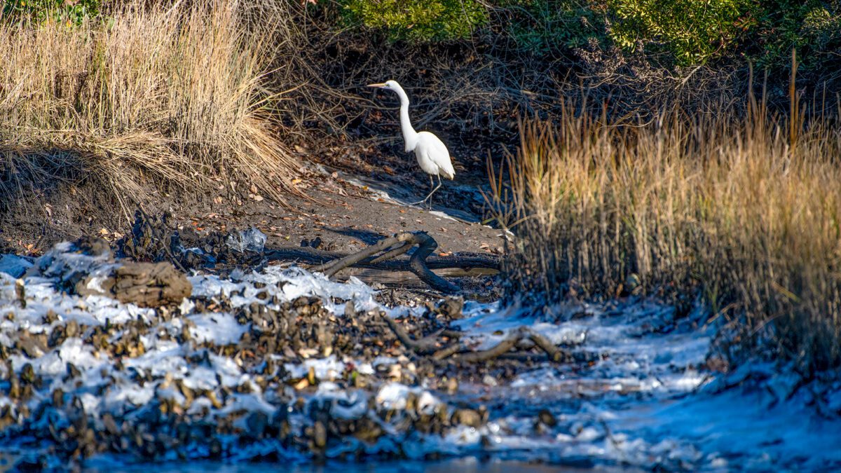 An egret hunts along the shore of an icy marsh Thursday near Pelletier Creek in Morehead City. Photo: Dylan Ray