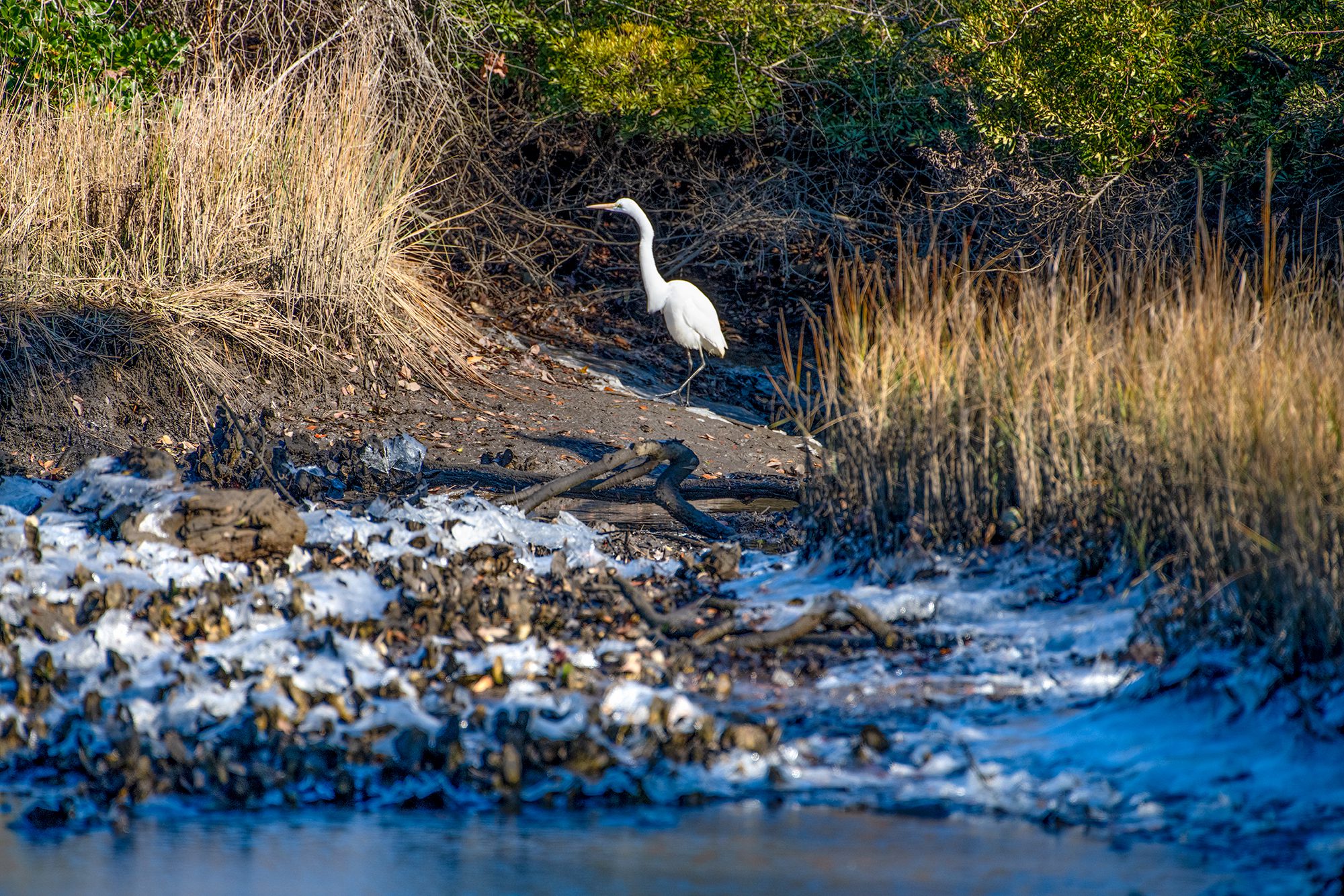 An egret hunts along the shore of an icy marsh Thursday near Pelletier Creek in Morehead City. Photo: Dylan Ray