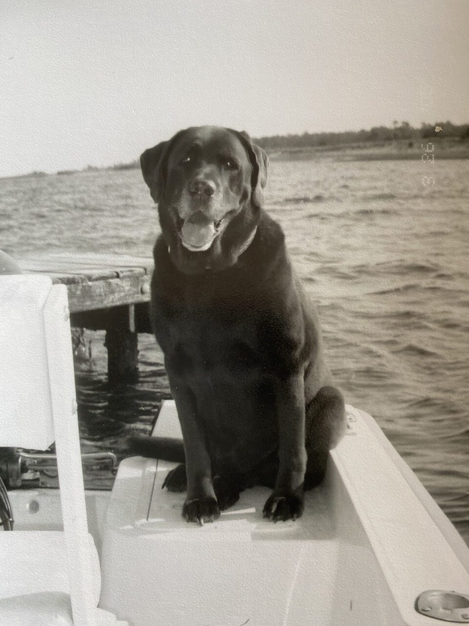 Mousse was the ideal fishing dog. Photo: Gordon Churchill