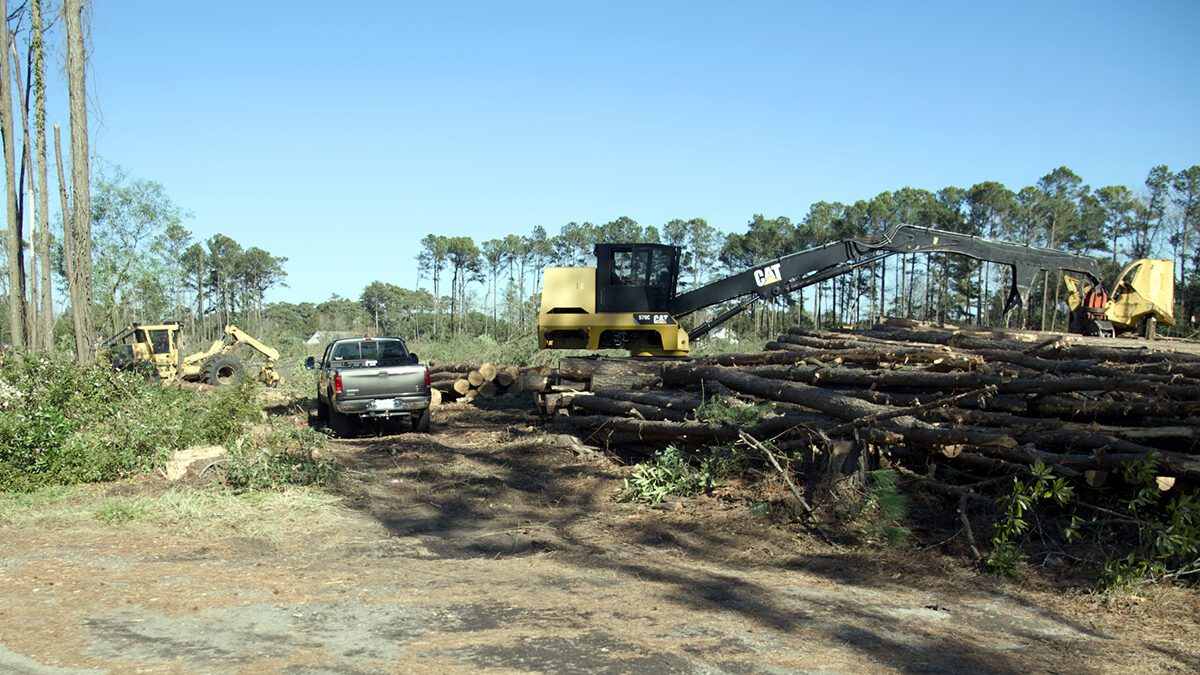 Land clearing is underway Thursday at the Wanchese site. Photo: Kip Tabb