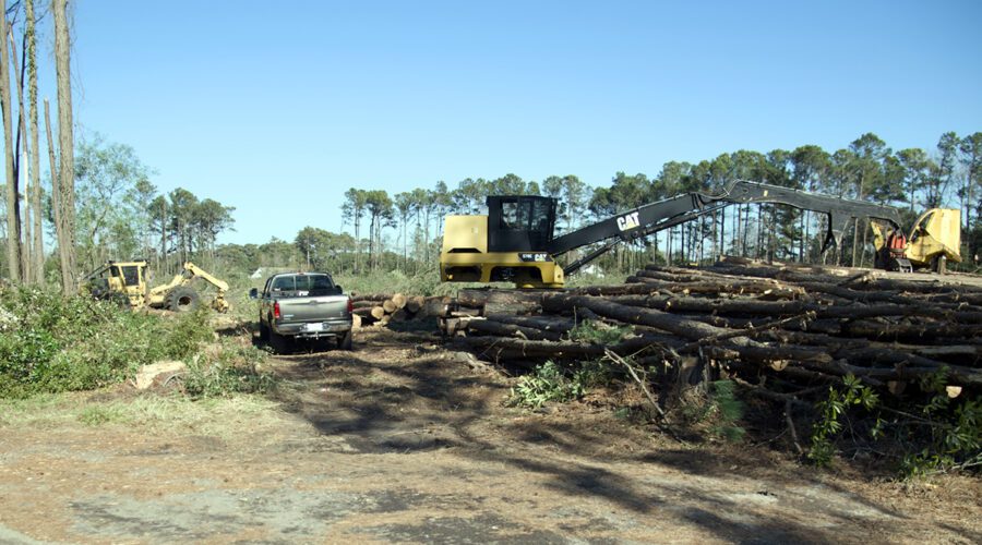 Land clearing is underway Thursday at the Wanchese site. Photo: Kip Tabb