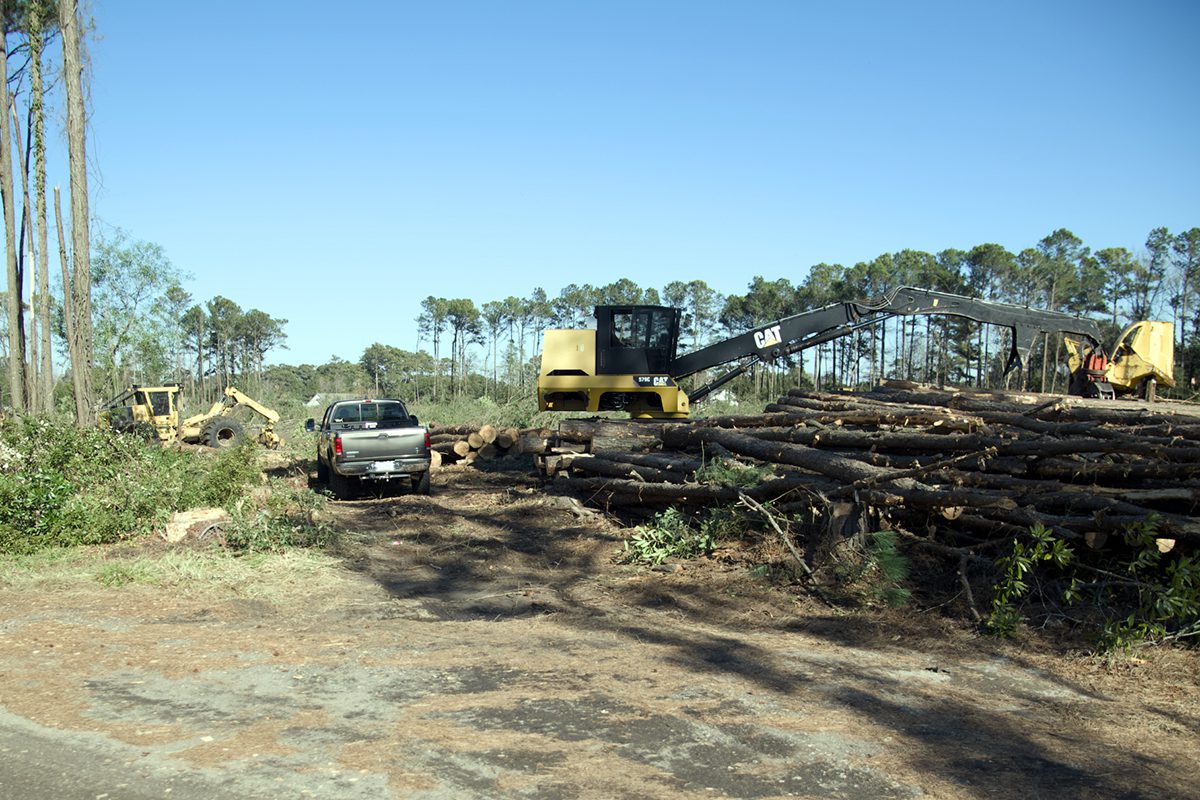 Land clearing is underway last week at the Wanchese site. Photo: Kip Tabb