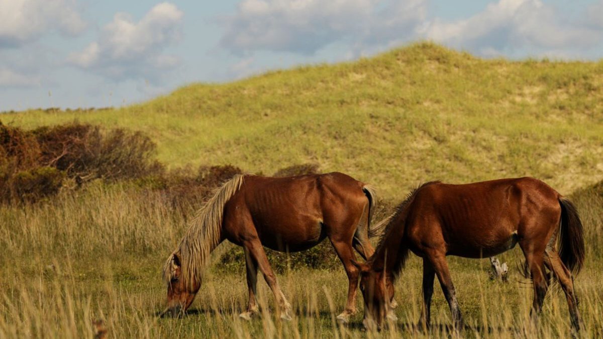 Wild horses graze at Shackleford Banks, a part of Cape Lookout National Seashore in Carteret County. Photo: Nate Toering, National Park Service